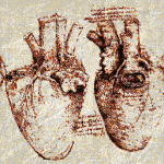 Art-DV-Cardiac Anatomy