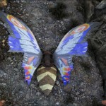 Rainbow Mothra