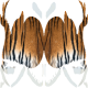 Dung Beetle Tiger