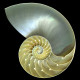 Nautilus Shell – Big Painting Canvas (512×512)